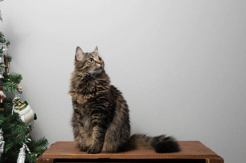 株式会社ねこみらい