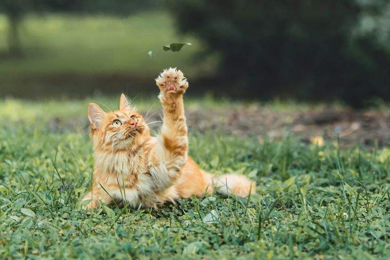 春のねこ暮らしをもっと快適にする3つの工夫