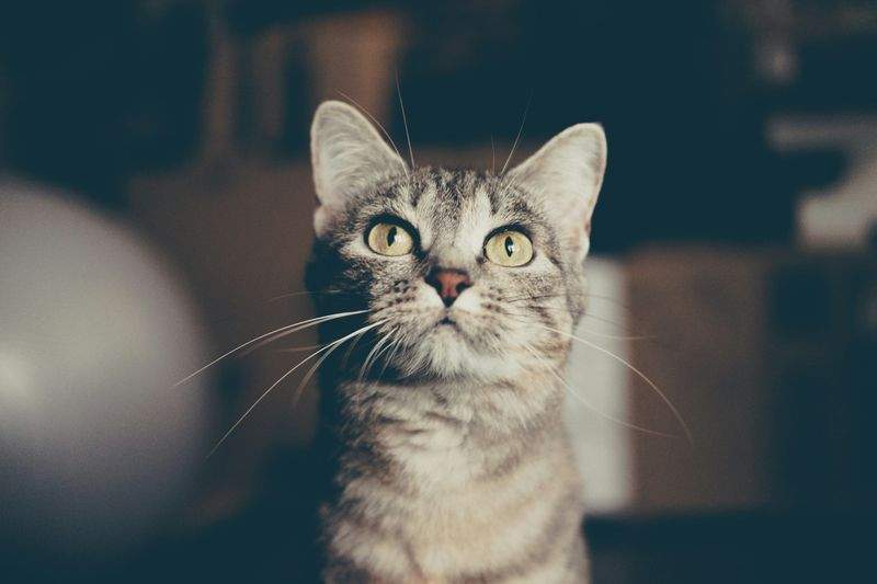 多頭飼育家庭向け環境改善コンサルティング